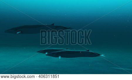 Closeup Of Three Rorqual Whales Swimming In The Deep Blue Ocean Water, Underwater Scene Of Rorqual W