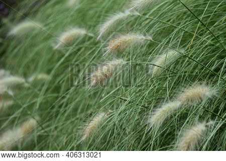Pennisetum Villosum Is A Poaceae Perennial Plant That Produces Beautiful Scenery With Cool White Ear