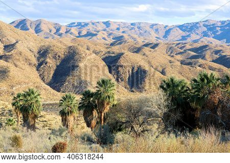 Riparian Woodland With California Fan Palm Trees On A Creekbed Within A Natural Oasis Surrounded By 