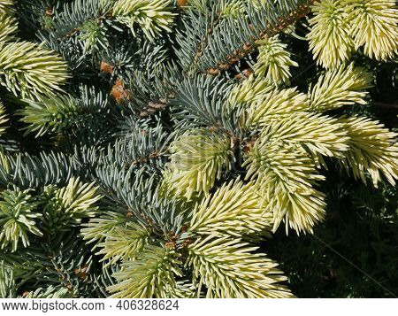 Branches Of The Blue Spruce Of The Prickly Bialobok Variety, In Which Spring Young Shoots Are White 