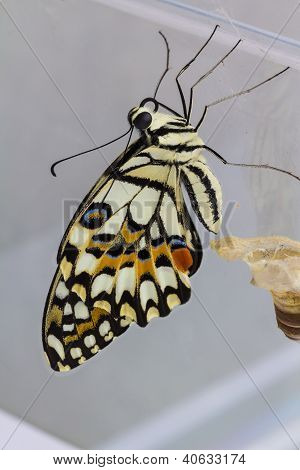 Mariposa de cal (papilio Demoleus Malayanus)