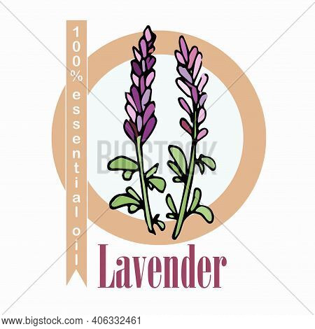 Lavender 100% Essential Oil Label. Colorful Art Design Elements Stock Vector Illustration For Produc