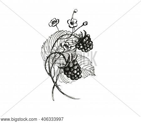 Raspberry Branch With Leaves. Raspberry Berry Branch With Plant Leaves Graphic Black White Illustrat