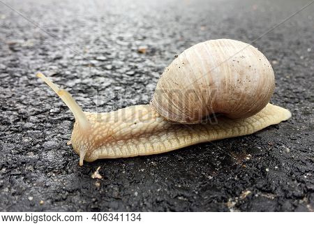 Small Garden Snail In Shell Crawling On Wet Road, Slug Hurry Home. Snail Slug Consist Of Edible Tast