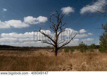 Tree, Free Standing Birch On Heather. Dutch Heather, Veluwe Is Covered With Moor-grass Because Of Cl
