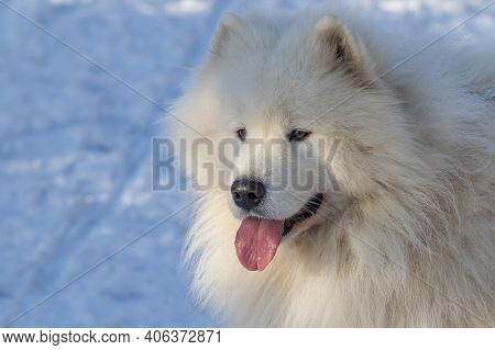 Portrait Of A Samoyed - Samoyed Beautiful Breed Siberian White Dog. Samoyed Has His Tongue Out. Ther
