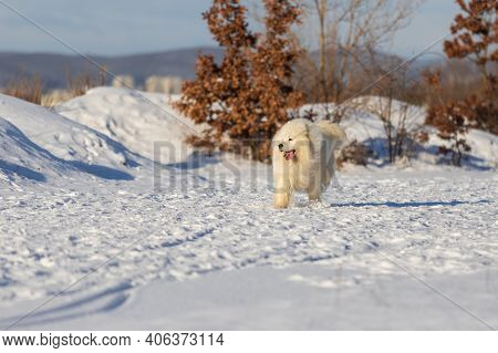 Samoyed - Samoyed Beautiful Breed Siberian White Dog Running In The Snow. The Dog's Tongue Is Out, S