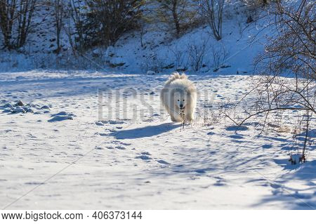 Samoyed - Samoyed Beautiful Breed Siberian White Dog Running In The Snow. The Dog's Tongue Is Out, S