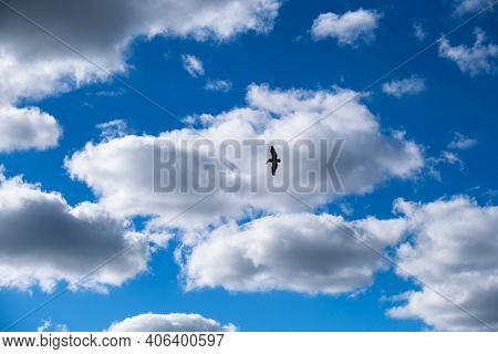 Silhouette Of Brown Pelican Against Cloudy, Blue Sky Background