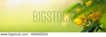 Closeup Of Yellow Flower On Blurred Gereen Background Under Sunlight With Copy Space Using As Backgr