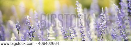 Closeup Of Purple Lavender Flower On Blurred Gereen Background Under Sunlight With Copy Space Using 