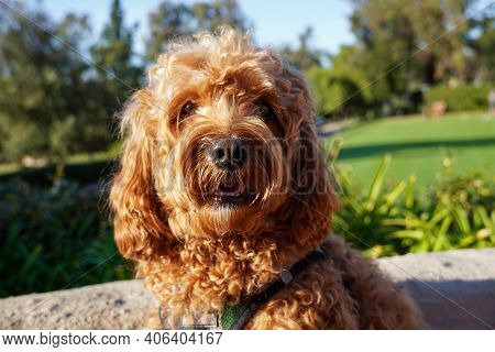 Cavapoo Dog Resting In The Sun At The Park, Mixed -breed Of Cavalier King Charles Spaniel And Poodle