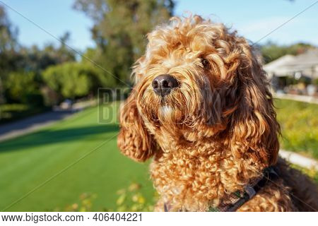 Cavapoo Dog Resting In The Sun At The Park, Mixed -breed Of Cavalier King Charles Spaniel And Poodle