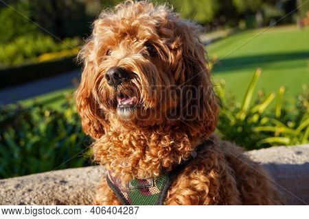 Cavapoo Dog Resting In The Sun At The Park, Mixed -breed Of Cavalier King Charles Spaniel And Poodle