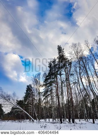 Beautiful Coniferous Forest With Birch Grove On A Winter Sunny Day In Riga, Latvia