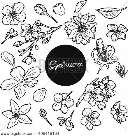 Hand Drawn Sakura Blooming Set. Traditional Japanese Or Chinese Spring Flowers In Ink Style