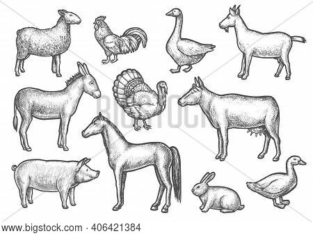 Set Of Isolated Domestic Bird And Animal Sketch