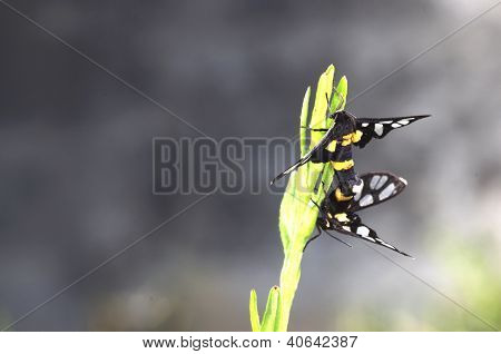 FlÃ¼gel Schmetterling Paarung deaktivieren