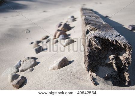 Gamle træ på stranden