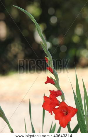 Lång vertikal röda Gladiolus Bud till Blom