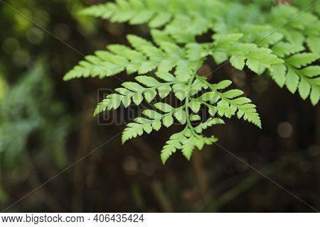 Fern Leaf In A Natural Environment, Rumohra Adiantiformis. Concept Of Nature. Image With Copy Space.