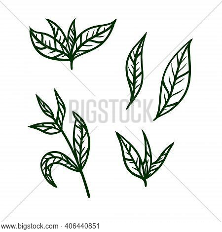 Tea Leaf. Green Plant. Set Of Hand-drawn Natural Elements. Cartoon Illustration