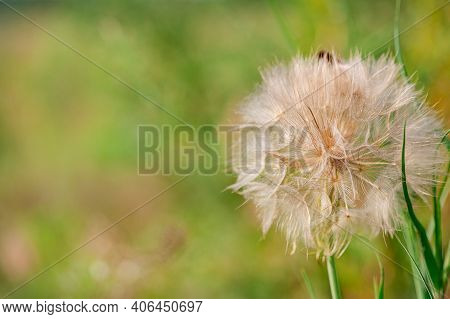 Flower Similar To A Dandelion Tragopogon Tragop Gon D Bius, Meadow Salsify, Showy Goat's Beard Or Me