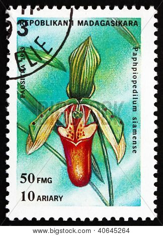 Postage stamp Malagasy 1993 Lady's Slipper, Paphiopedilum Siam
