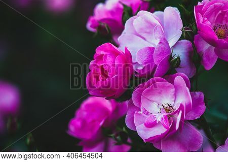 Rich Pink Lovely Roses In Evening Summer Garden - Rosa Angelica, Closeup
