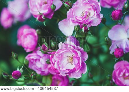 Pink-white Lovely Rose Flowers In Summer - Angelica Rose