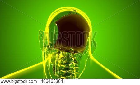 Human Skeleton Skull Occipital Bone Anatomy For Medical Concept