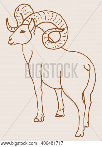 Sketch Of Indian Big Horn Sheep Or Goat Outline Editable Illustration