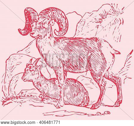 Sketch Of Indian Big Horn Sheep Or Goat Outline Editable Illustration