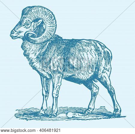 Sketch Of Indian Big Horn Sheep Or Goat Outline Editable Illustration