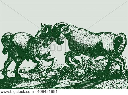 Sketch Of Indian Big Horn Sheep Or Goat Outline Editable Illustration