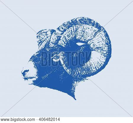 Sketch Of Indian Big Horn Sheep Or Goat Outline Editable Illustration