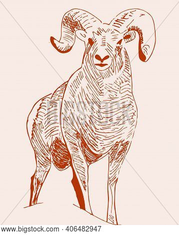 Sketch Of Indian Big Horn Sheep Or Goat Outline Editable Illustration