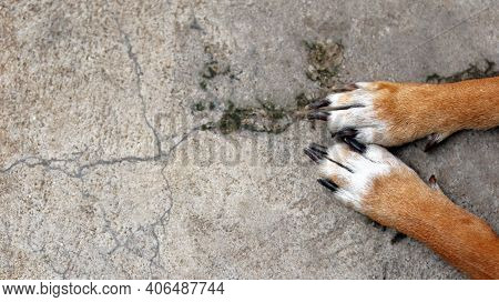 Foot And Nail Of Rottweiler Breed Mixed With Labrador Dog, Laying Down On Cement Concrete Floor. Res