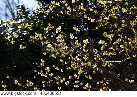 Wintersweet (japanese Allspice) Flowers / Calycanthaceae Deciduous Tree.