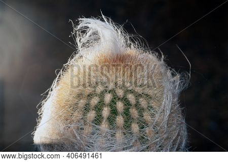 Espostoa Nana F. Ritter.  Cactaceae.one Species Of Cactus.