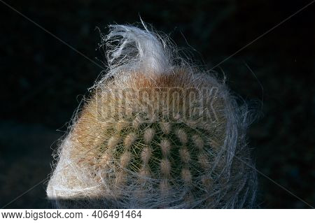 Espostoa Nana F. Ritter.  Cactaceae.one Species Of Cactus.