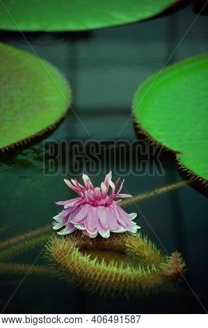 Victoria Amazonica Flower, Victoria Amazonica Lilac Color Between The Leaves Are Round, Floating Dis