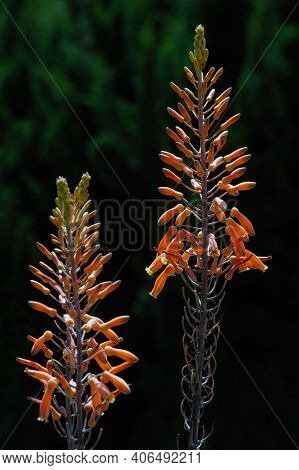 Vriesea Hybrid Bromeliaceae Plant, Bromeliaceae, Guzmania. Bromeliad Or Vriesea Flower In Garden. Cl
