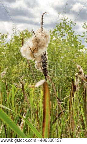 The Stem Of The Cattail Plant In The Swamp In Autumn With Family Hair Close-up.