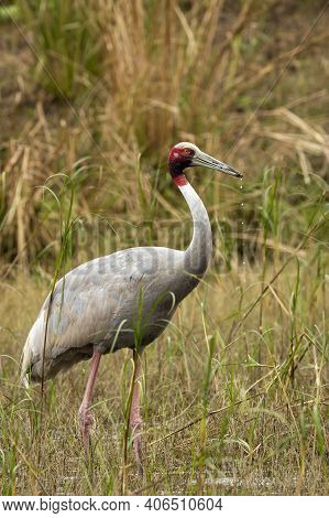 Sarus Crane Or Grus Antigone Portrait With Water Drops In Air From Beak In Natural Green Background 