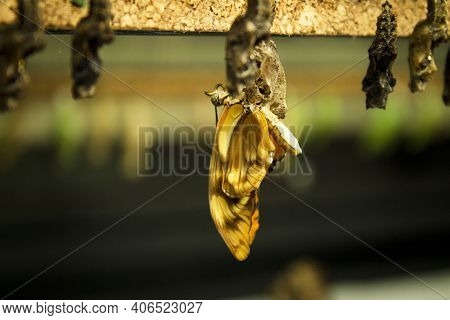 Butterfly Being Born Alone. No People. Copy Space
