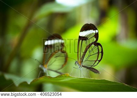 Two Greta Oto Butterflies On Green Tree Leaf. No People