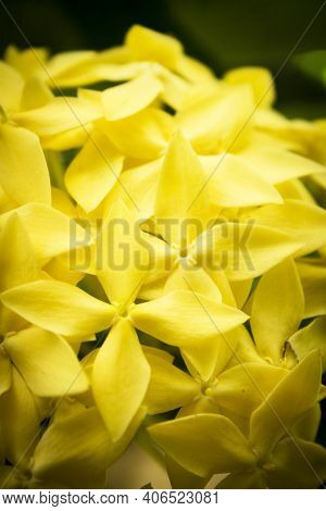 Yellow Flower With Cross Shaped Flowers. No People
