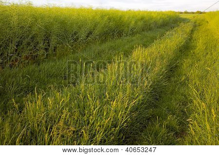 Veld weg