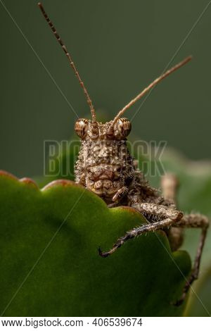 Short Horned Grasshopper